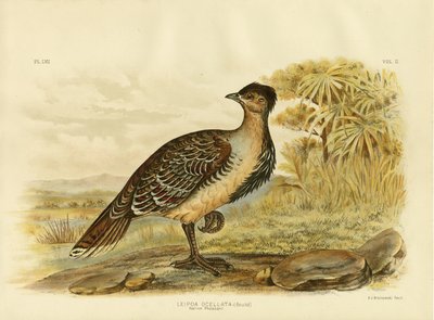 Fagiano Nativo o Malleefowl, 1891 da Gracius Broinowski